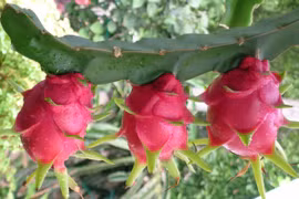 Quả thanh long Việt Nam sắp được Australia nhập khẩu?