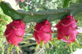 Quả thanh long Việt Nam sắp được Australia nhập khẩu?