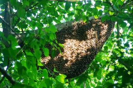 Lấy mật bất thành, người đàn ông bị ong rừng đốt tử vong