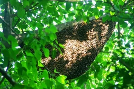 Lấy mật bất thành, người đàn ông bị ong rừng đốt tử vong