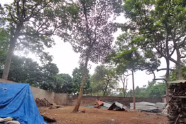 Đã di dời xưởng cưa ra khỏi chùa Trăm Gian