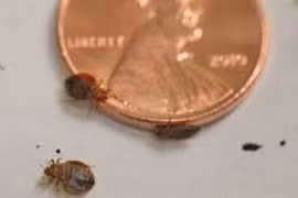 Được bồi thường vì bị rệp cắn trong khách sạn