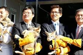 Tham vọng hồi sinh voi ma mút