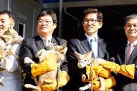 Tham vọng hồi sinh voi ma mút