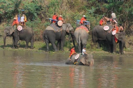 Hấp dẫn cuộc thi bơi dành cho voi trên dòng sông Sêrêpốc