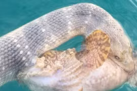 Cảnh khó gặp: Cá đá và rắn biển tử chiến với nhau