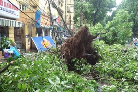 Những thống kê giật mình về sự cố điện do cây rơi, đổ