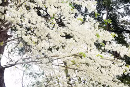 Hà Nội - rực rỡ sắc hoa tháng 3 