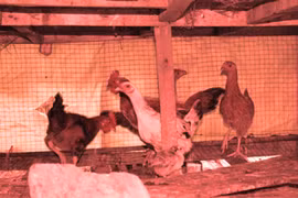 Dê, gà hay người “đi lạc”?