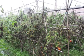 Mưa dầm, rau xanh thất bát 