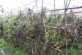 Mưa dầm, rau xanh thất bát 