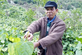 Tay buôn thuốc phiện khét tiếng trở thành người giữ rừng