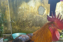 Người đi tìm “gà tiến vua” đất Tổ