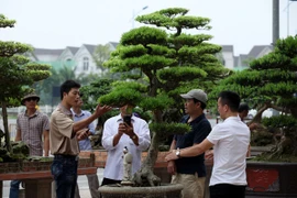 Nghỉ lễ, đi ngắm cây bạc tỷ ở Vinhomes Riverside