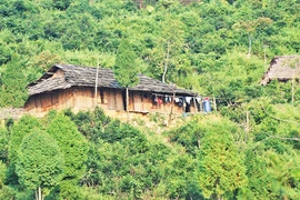 Thưởng trà cổ thụ ở bản Suối Trời