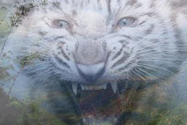 Chuyện thần Bạch Hổ hiển linh trên núi Cấm