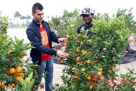 Ngoại binh ăn Tết Việt