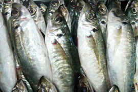 Báo động nhiễm độc PCB trong cộng đồng 