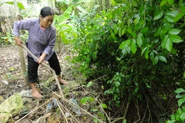 Hàng trăm hộ dân bên sông Bùi thấp thỏm 