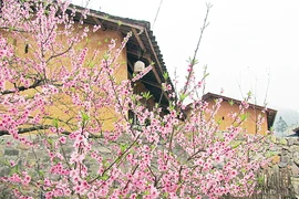 Sắc hoa đào miên biên viễn