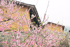 Sắc hoa đào miên biên viễn