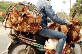 Dịch cúm gia cầm lăm le bùng phát