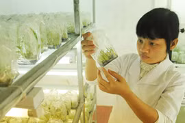 Nghèo còn chơi sang