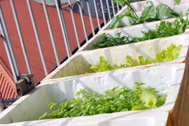 Thuê kỹ sư trồng rau sạch tại gia