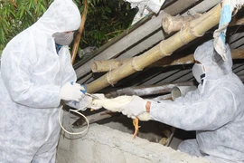 Cúm gia cầm ngày càng nguy hiểm