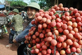 Vải thiều Bắc Giang: Được mùa, được giá, được cả bạn hàng