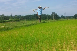 Chống hạn giữa mùa mưa bão