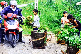 Cẩn trọng với rau rừng