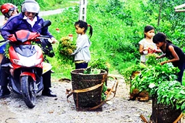 Cẩn trọng với rau rừng