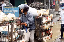 Hà Nội duy trì chốt kiểm dịch động vật 24/24h
