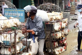 Hà Nội duy trì chốt kiểm dịch động vật 24/24h