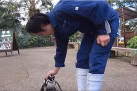 “Chuyện tình” chim cánh cụt Sakura