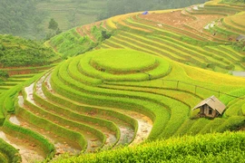 “Mâm xôi” trên những nấc thang trời