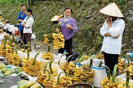 Thưởng chuối tiến vua ở làng Vũ Đại