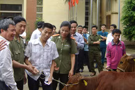 Trao bê vàng đến tận tay hộ nghèo