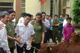 Trao bê vàng đến tận tay hộ nghèo