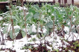 Tuyết phủ trắng Sa Pa, Bát Xát