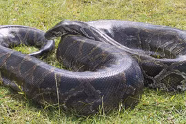 Ngộ độc vì ăn thịt trăn?