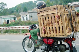 Đành nhắm mắt mà ăn