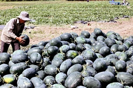 Xót xa rau, quả đổ cho gia súc: Hậu quả của quy hoạch kém