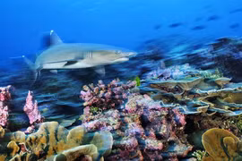 Bảo tồn nguồn tài nguyên biển