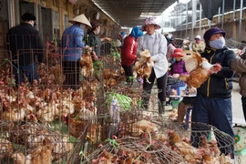 Virus H7N9: Nguy cơ xâm nhập rất cao 