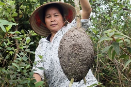 Mùa săn trứng kiến