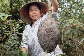 Mùa săn trứng kiến