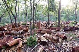 Cứu lấy hành tinh