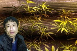 Trồng cần sa tại nhà - “mốt” của “dân chơi cỏ”